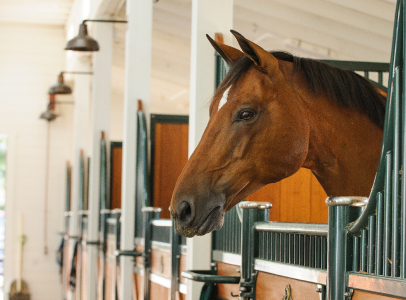 cheval dans une écurie à Lamotte-Beuvron dans le Loir-et-Cher 41